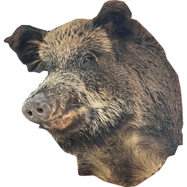 chuchelo-golova-kabana 2